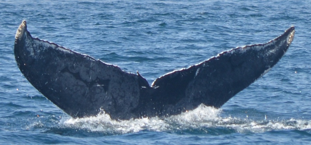 Fluke of Peregrino (Guerrero)