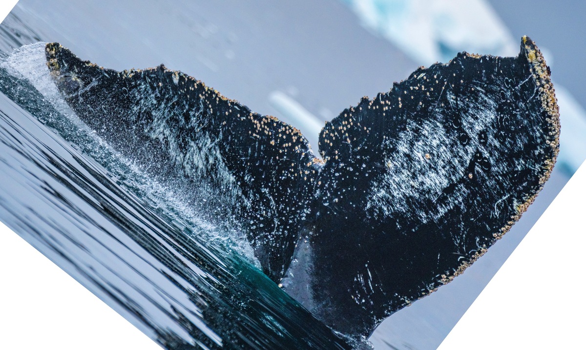 Fluke of Moth Tail (Antarctica)