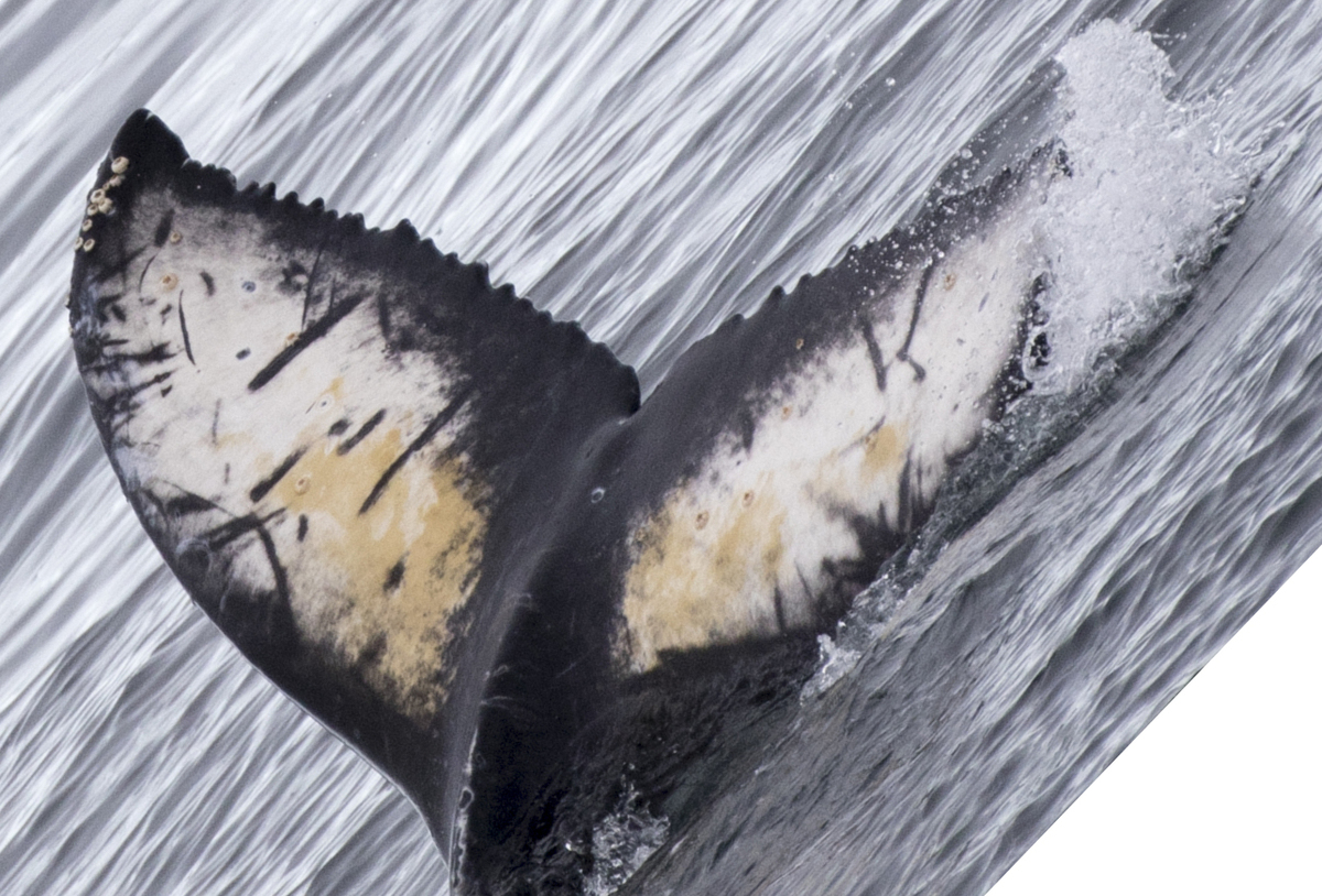 Fluke of HW-MN1303108