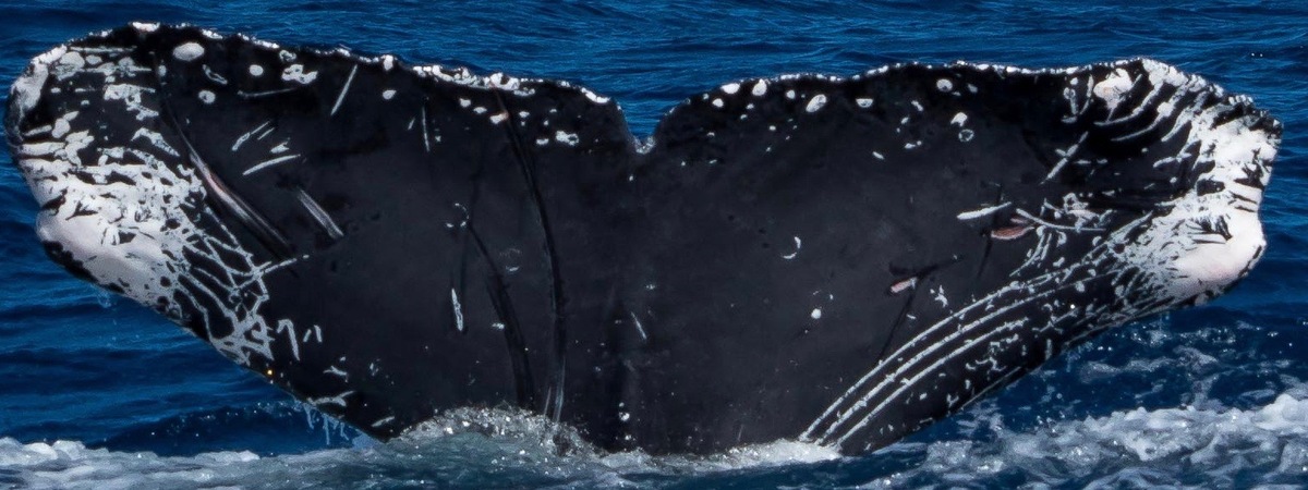 Fluke of CRC-15168