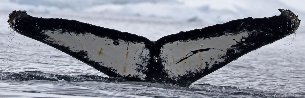 Fluke of HW-MN1303116
