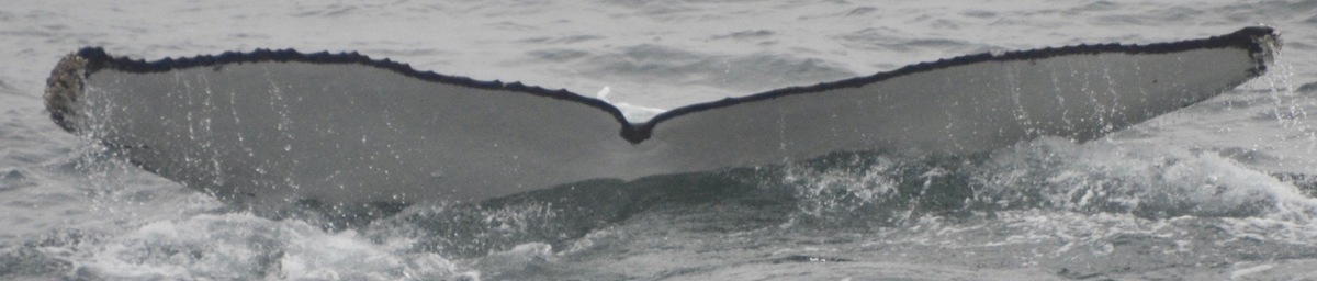 Fluke of HW-MN1303120