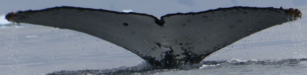 Fluke of HW-MN1303129
