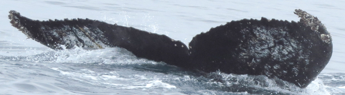 Fluke of HW-MN1303145