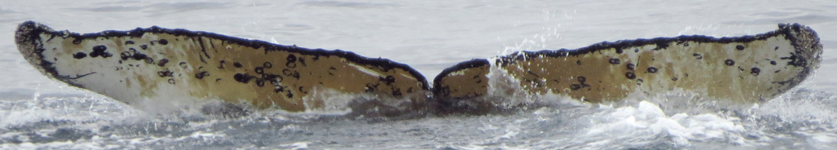 Fluke of My Heroine (Antarctica)