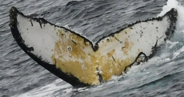Fluke of HW-MN1303154