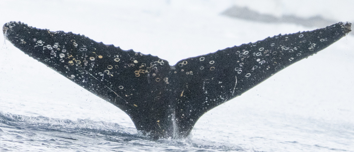 Fluke of HW-MN1303157