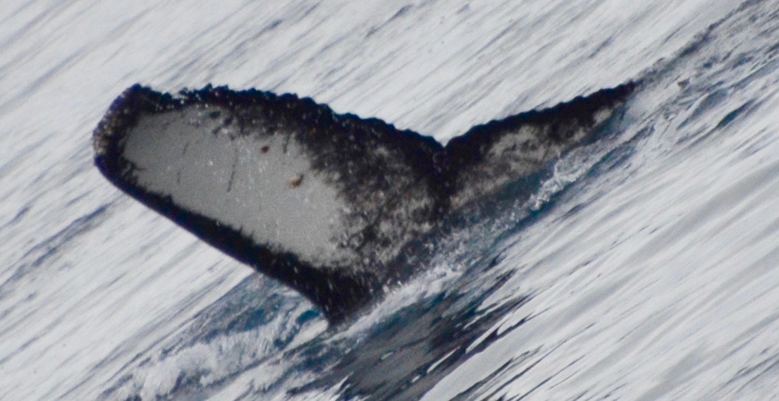 Fluke of HW-MN1303160