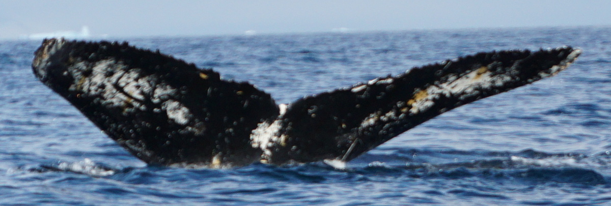 Fluke of HW-MN1303176