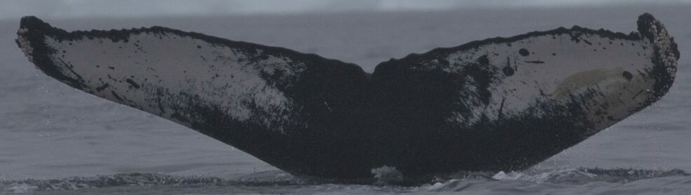 Fluke of HW-MN1303184