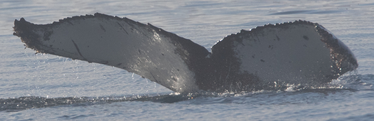 Fluke of HW-MN1303190