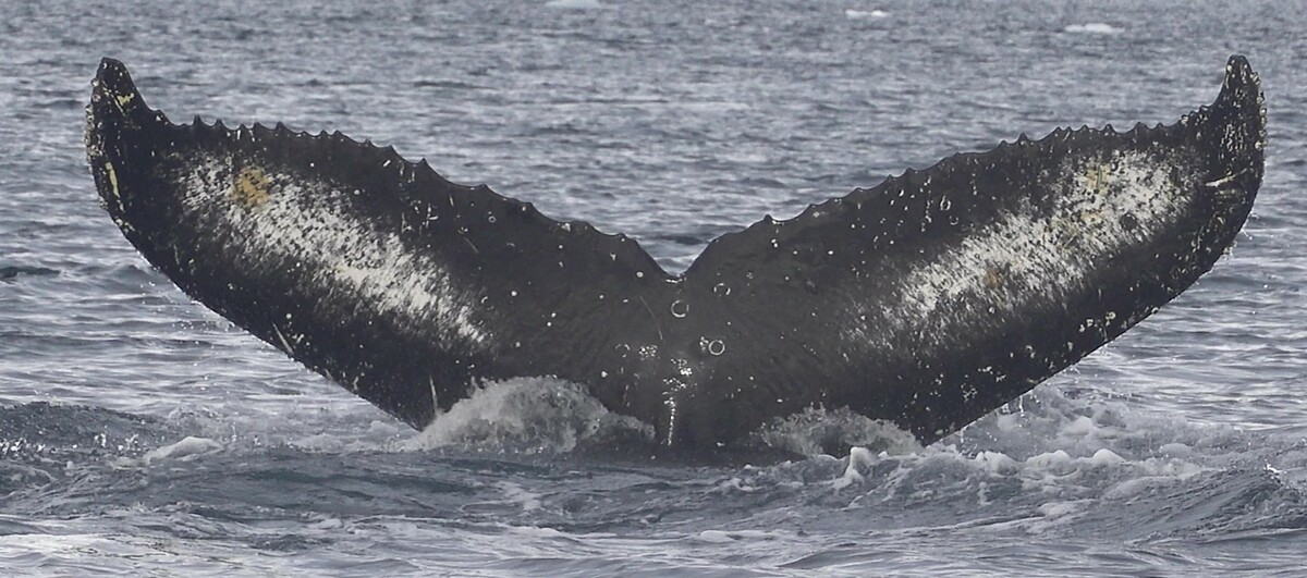 Fluke of HW-MN1303192