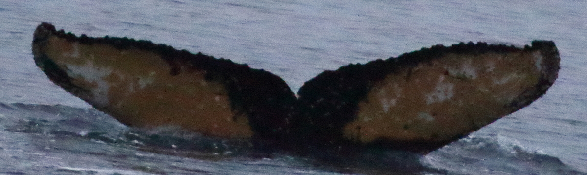 Fluke of HW-MN1303194