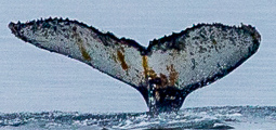 Fluke of HW-MN1303195