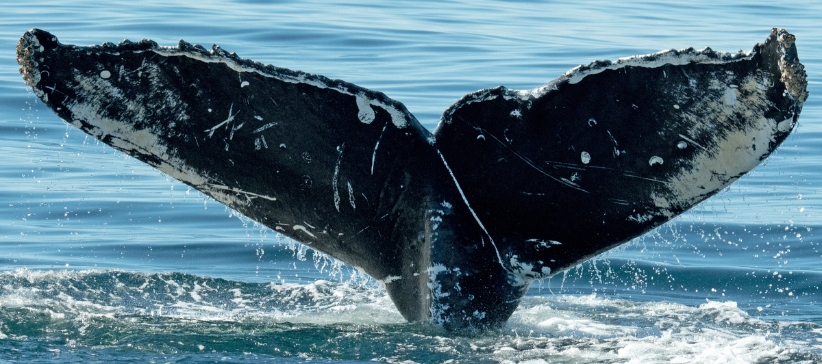 Fluke of Tiaki (British Columbia)