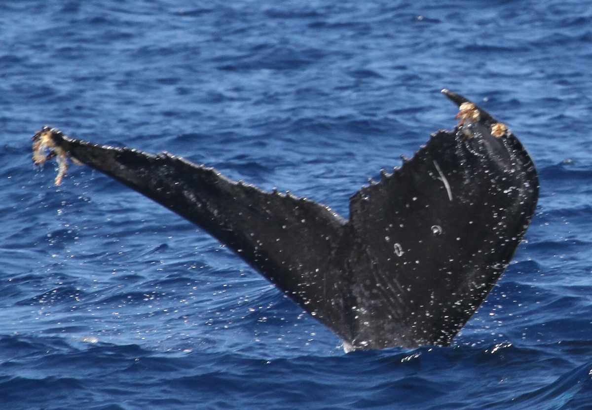 Fluke of SEAK-5507