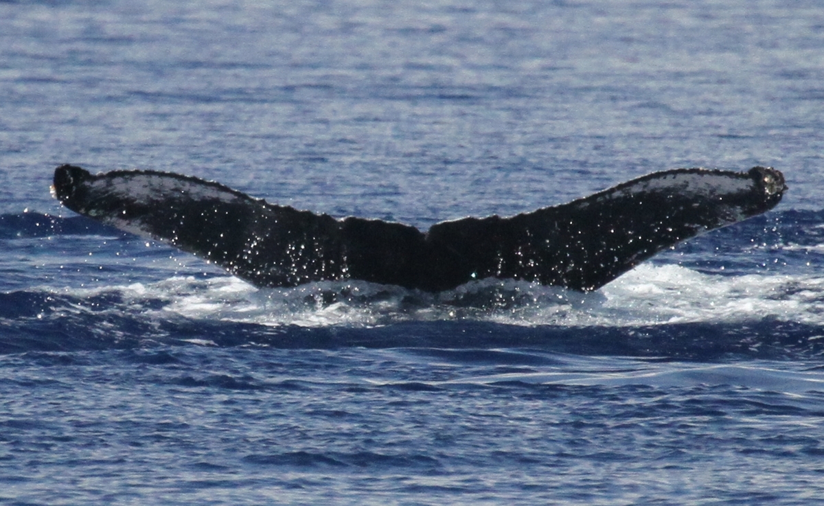 Fluke of PWF-NP_2741