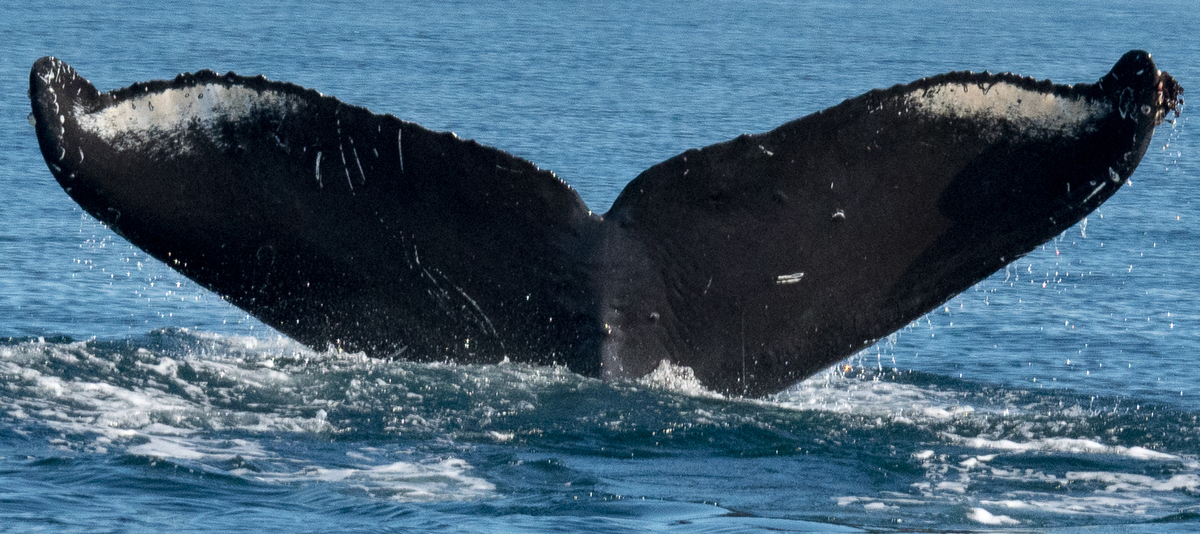 Fluke of Epaulette (Salish Sea)