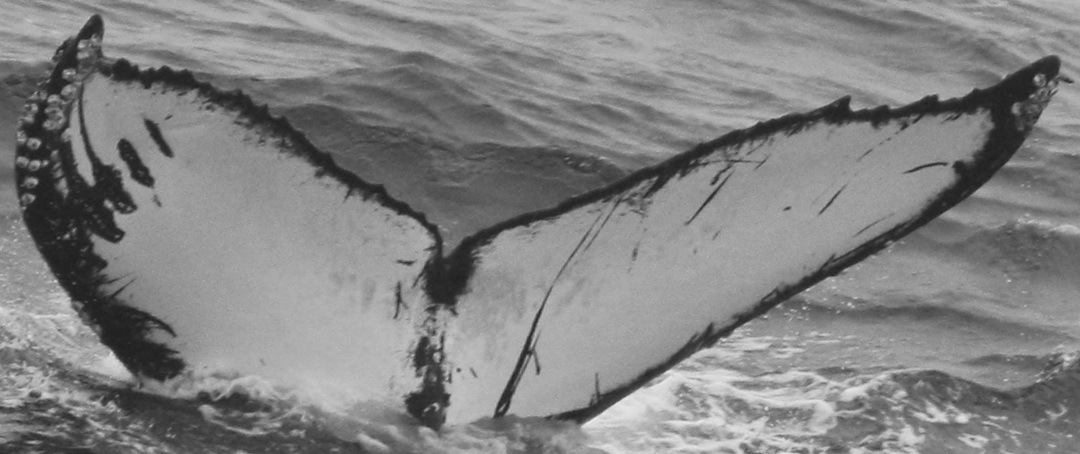 Fluke of Corduroy (California) aka Tigrou (Nicaragua)