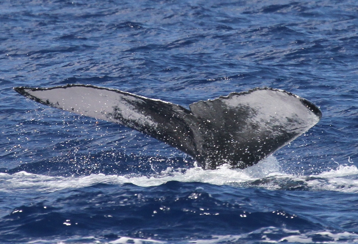 Fluke of PWF-NP_2761