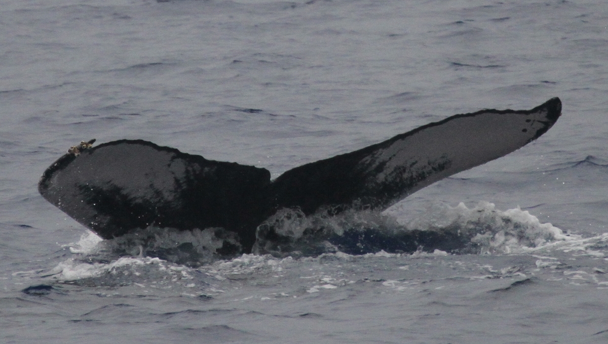 Fluke of PWF-NP_2760