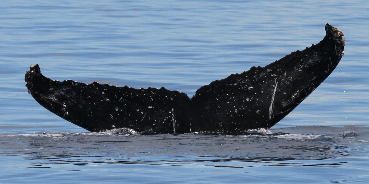 Fluke of Paul (Hawaii)