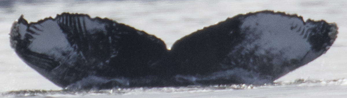 Fluke of Frosty (Clayoquot)