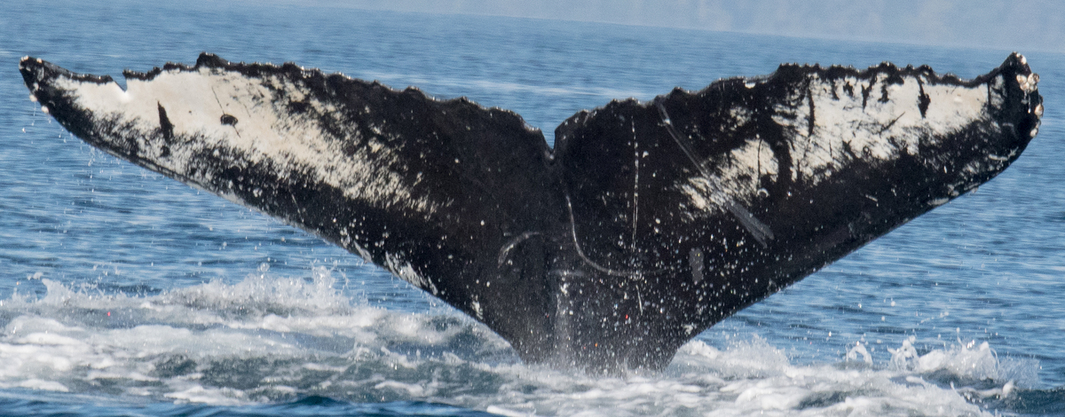 Fluke of Mathematician (Salish Sea)