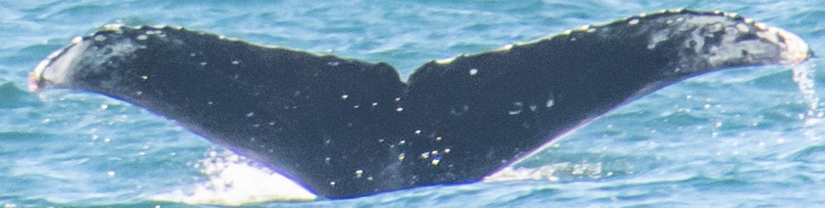 Fluke of CRC-19088