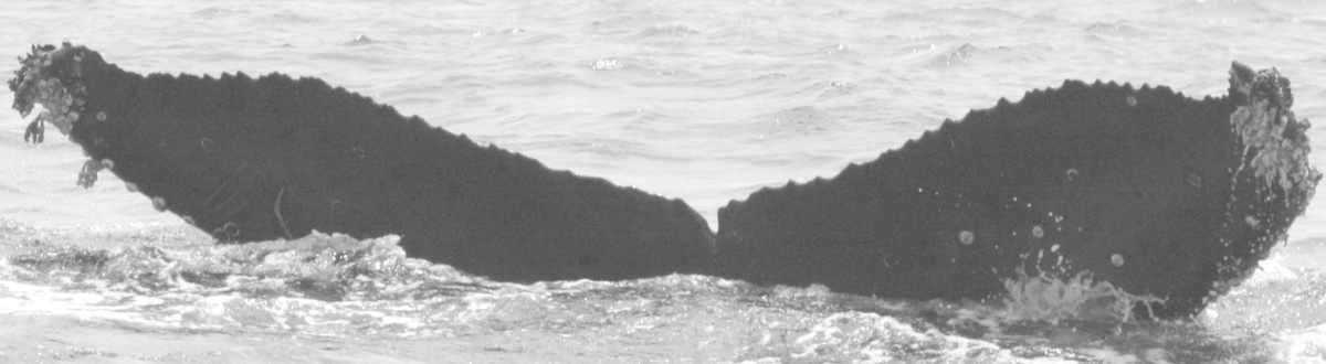 Fluke of Momster (California)