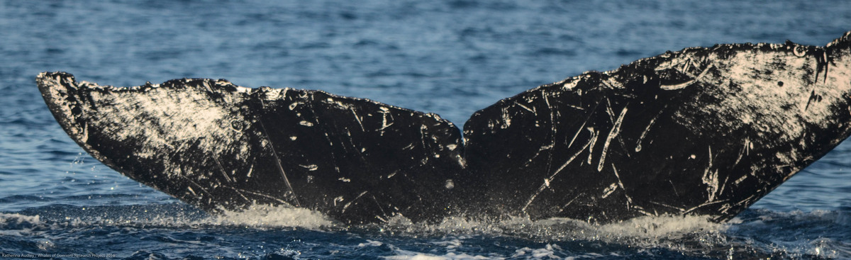 Fluke of CRC-16177