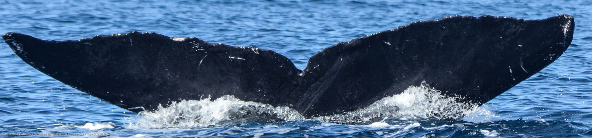 Fluke of CRC-16107
