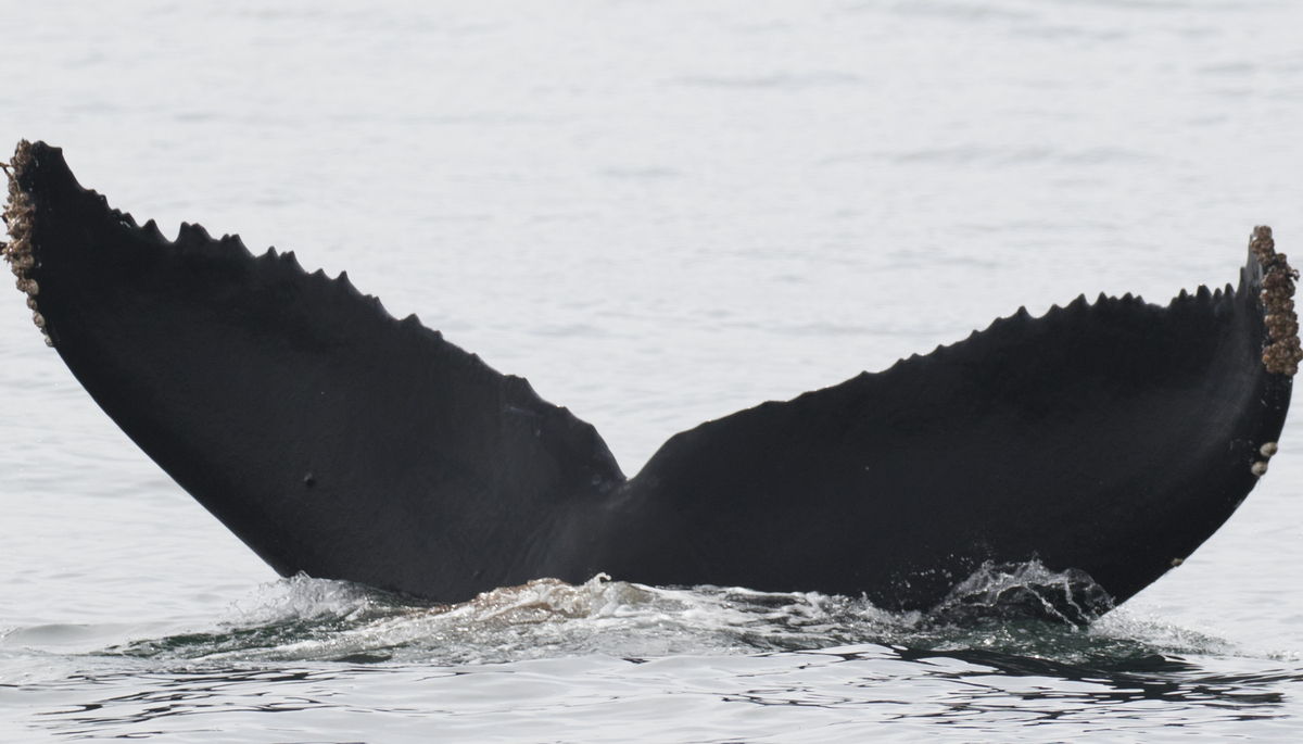 Fluke of CRC-11268