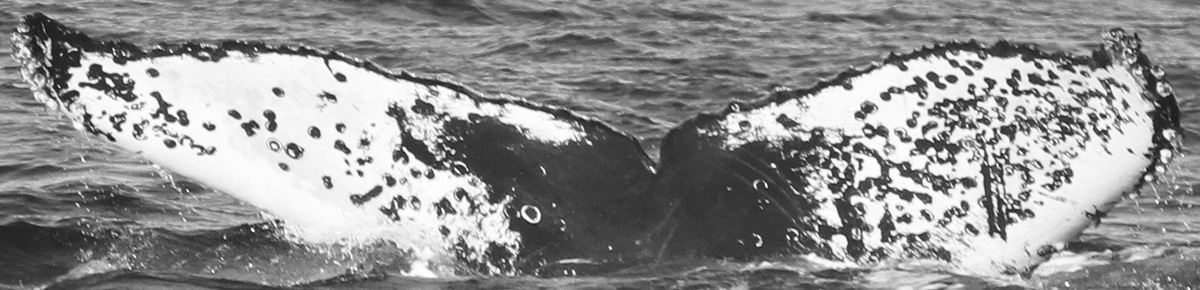 Fluke of CRC-12446