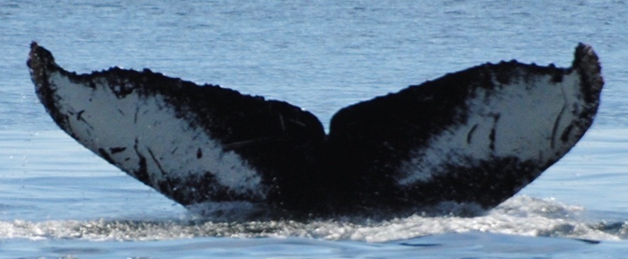 Fluke of Pyramid (BC) aka Monarch (Salish Sea)