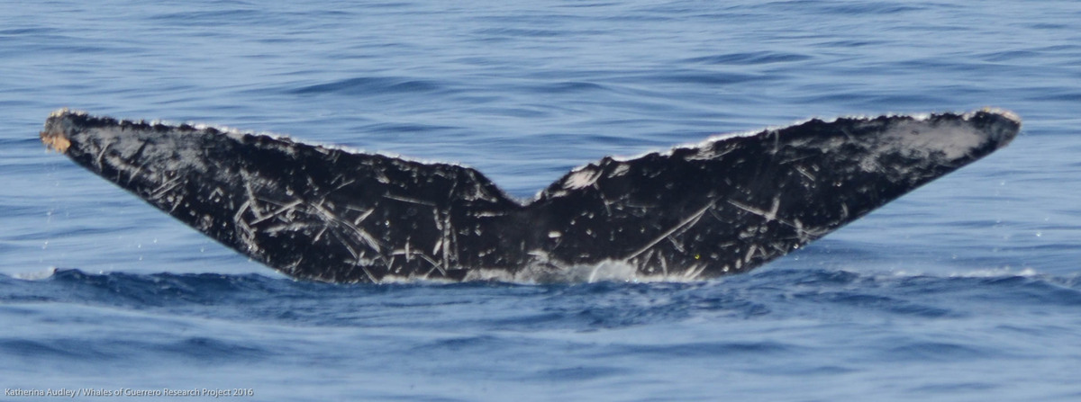 Fluke of Willy II (Guerrero)