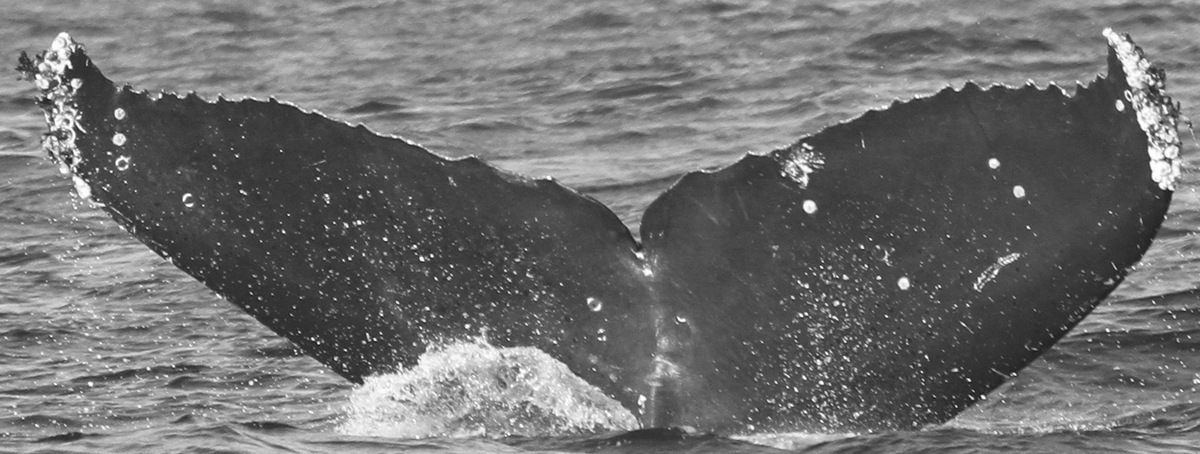Fluke of CRC-12107