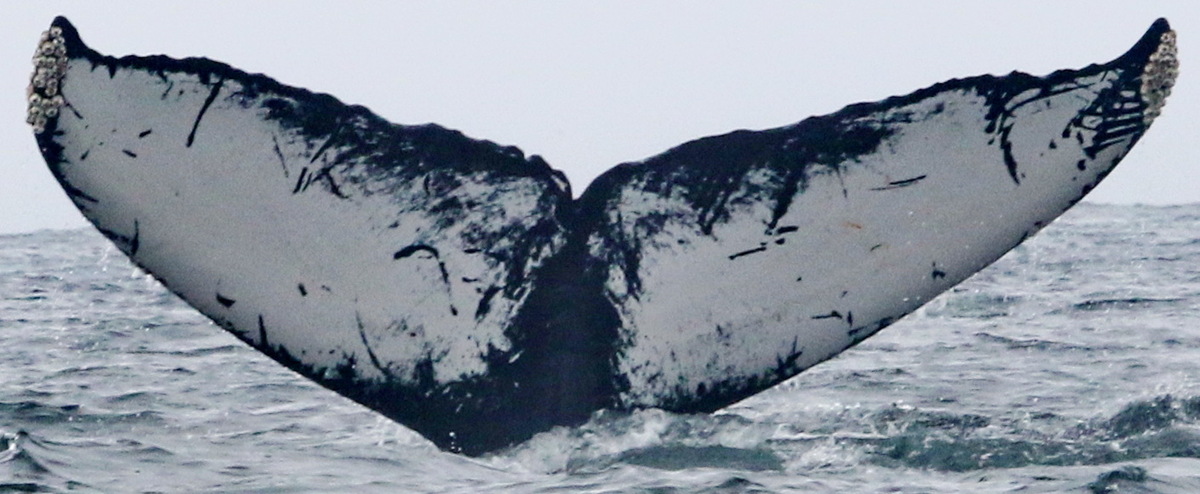 Fluke of CRC-11337