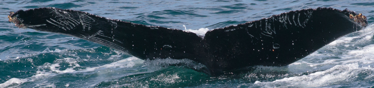 Fluke of Hurley the Humpback (California)