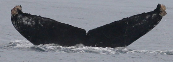 Fluke of HW-MN0520795