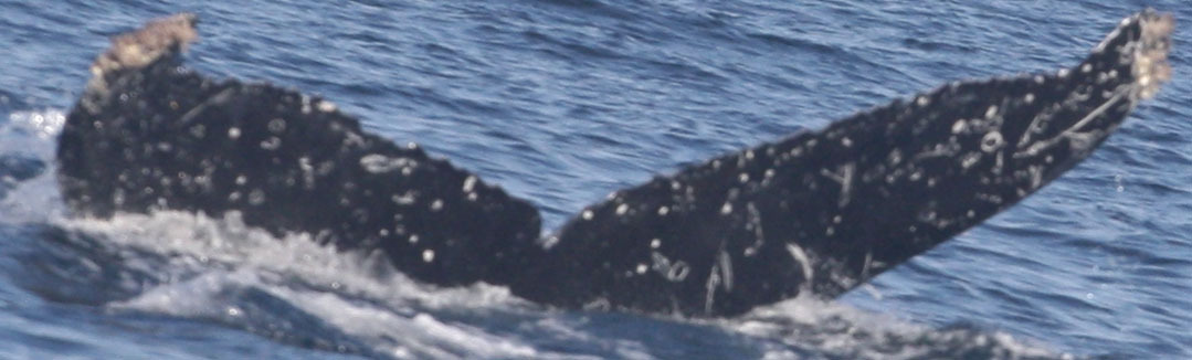 Fluke of HW-MN0520797