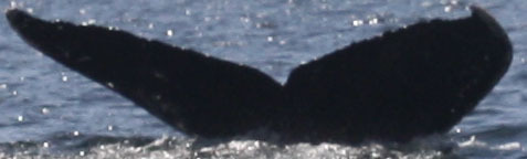 Fluke of Polar (Salish Sea)