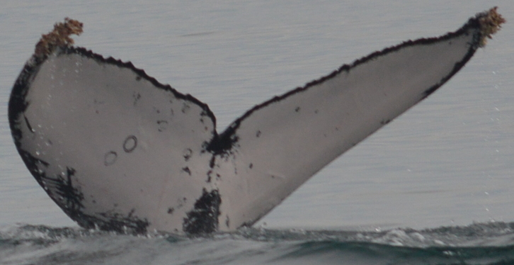 Fluke of FIBB-1BB163