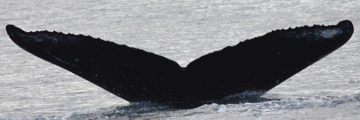 Fluke of Ocean (Salish Sea)