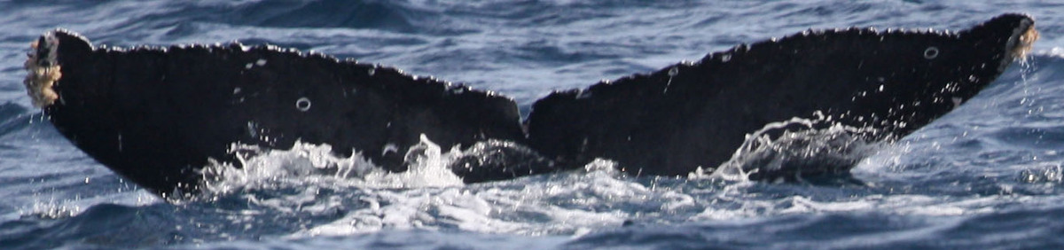 Fluke of CRC-22221