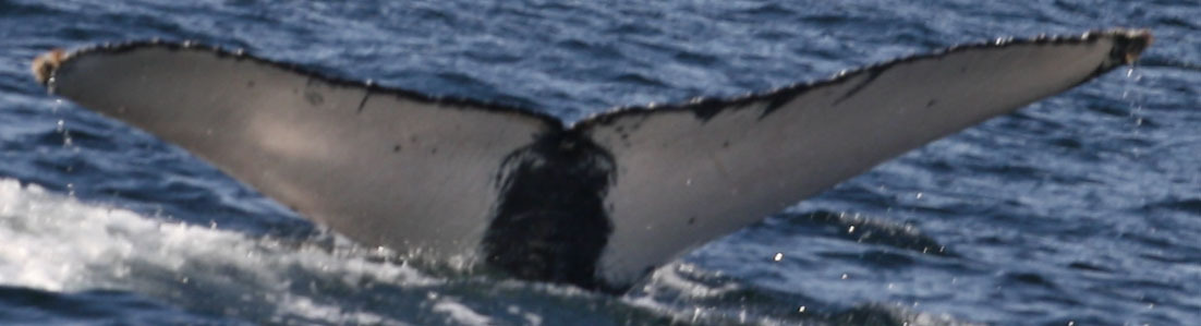 Fluke of HW-MN0520841
