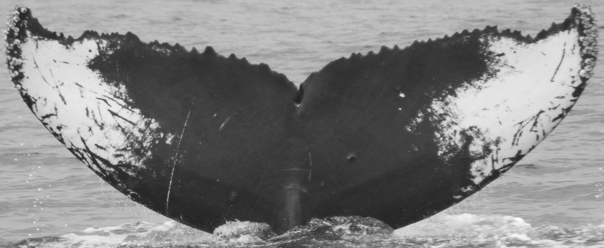 Fluke of Oven Mit