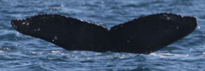 Fluke of CRC-22413