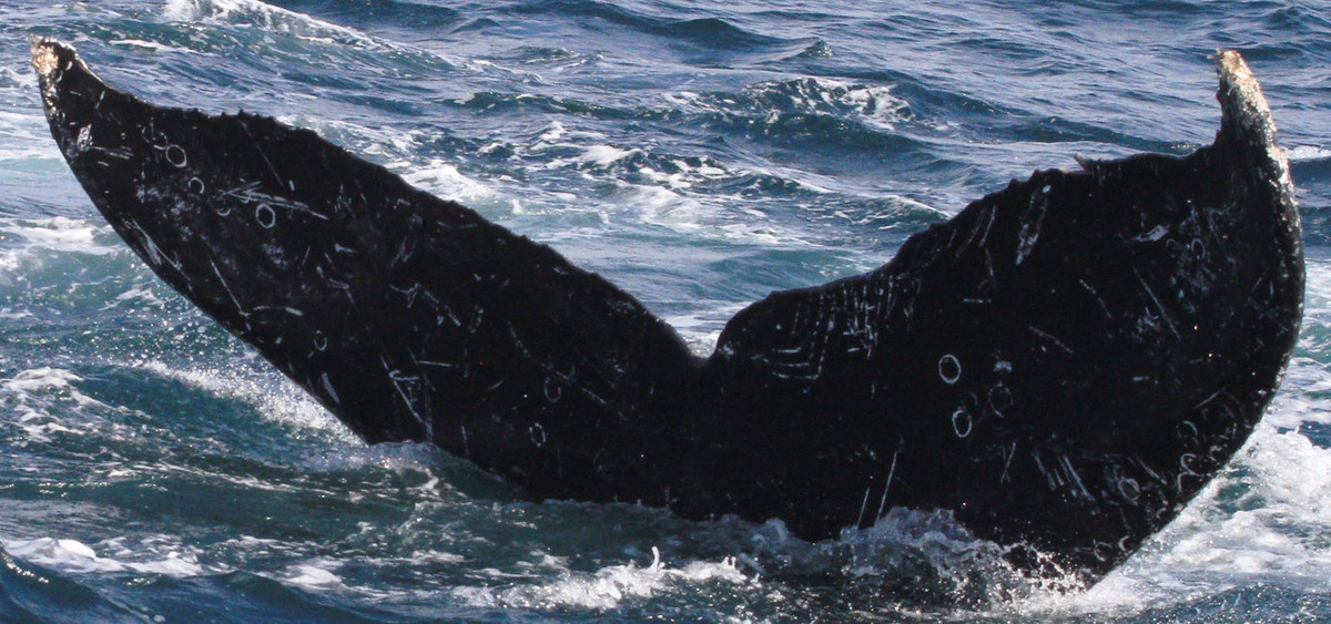 Fluke of HW-MN0520870