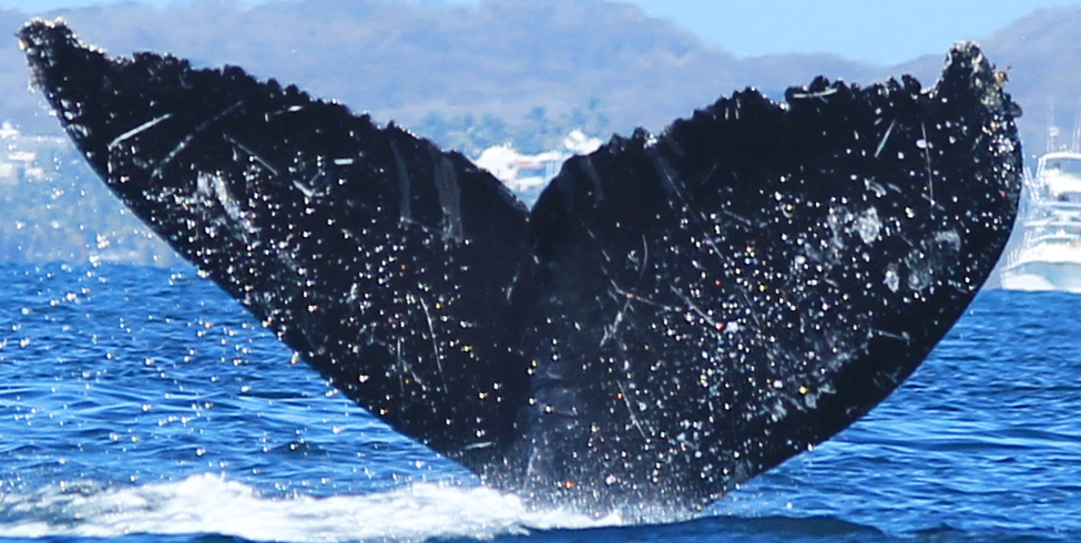 Fluke of CRC-18766